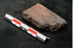 Foto (Seitenansicht) von Plantae indet.  (NHMW-GEO-2024-0188-10473)